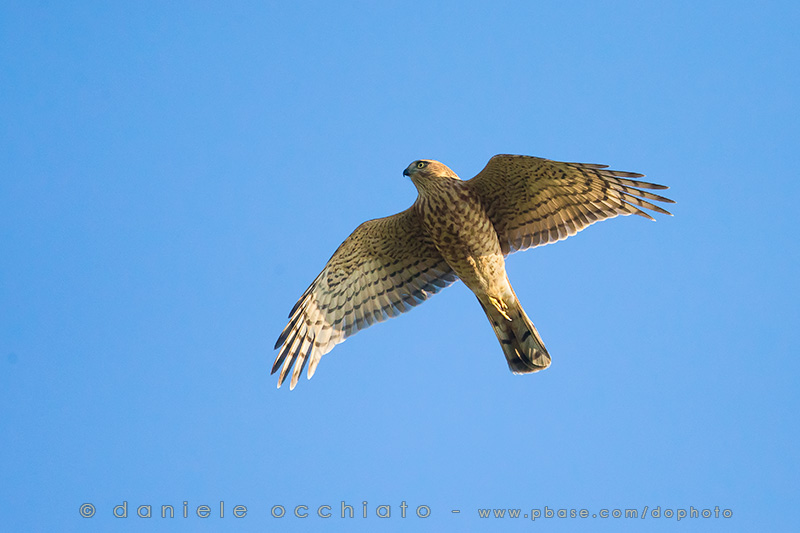 Japanerse Sparrowhawk (Accipiter gularis)