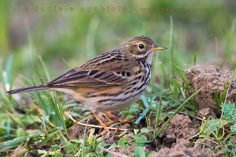 Meadow Pipit (Anthus pratensis)