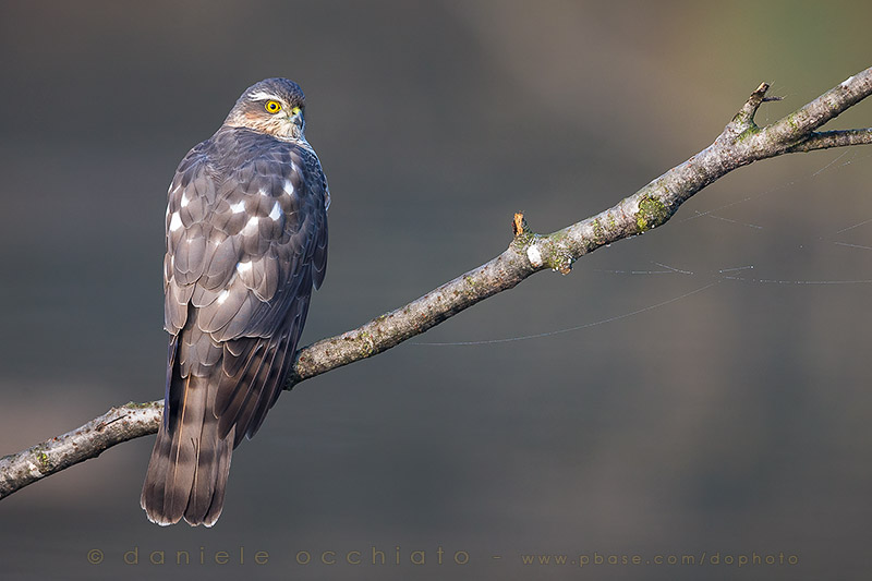 Eurasian Sparrowhawk (Accipiter nisus)