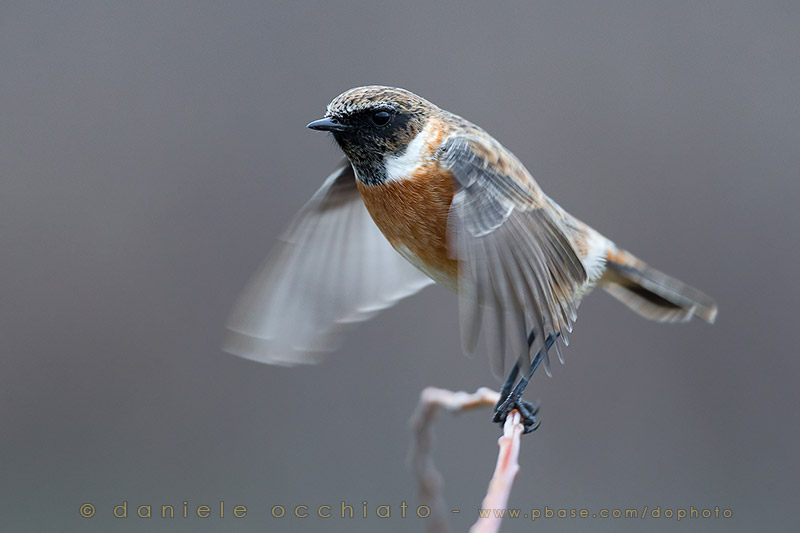 European Stonechat (Saxicola rubicola)