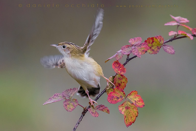 Zitting Cisticola (Cisticola juncidis)