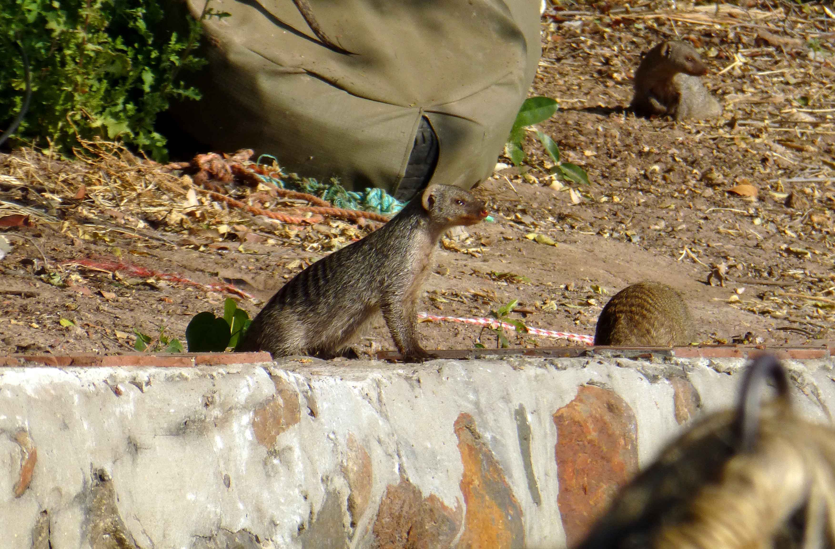 Mongoose at Chobe Lodge Dock