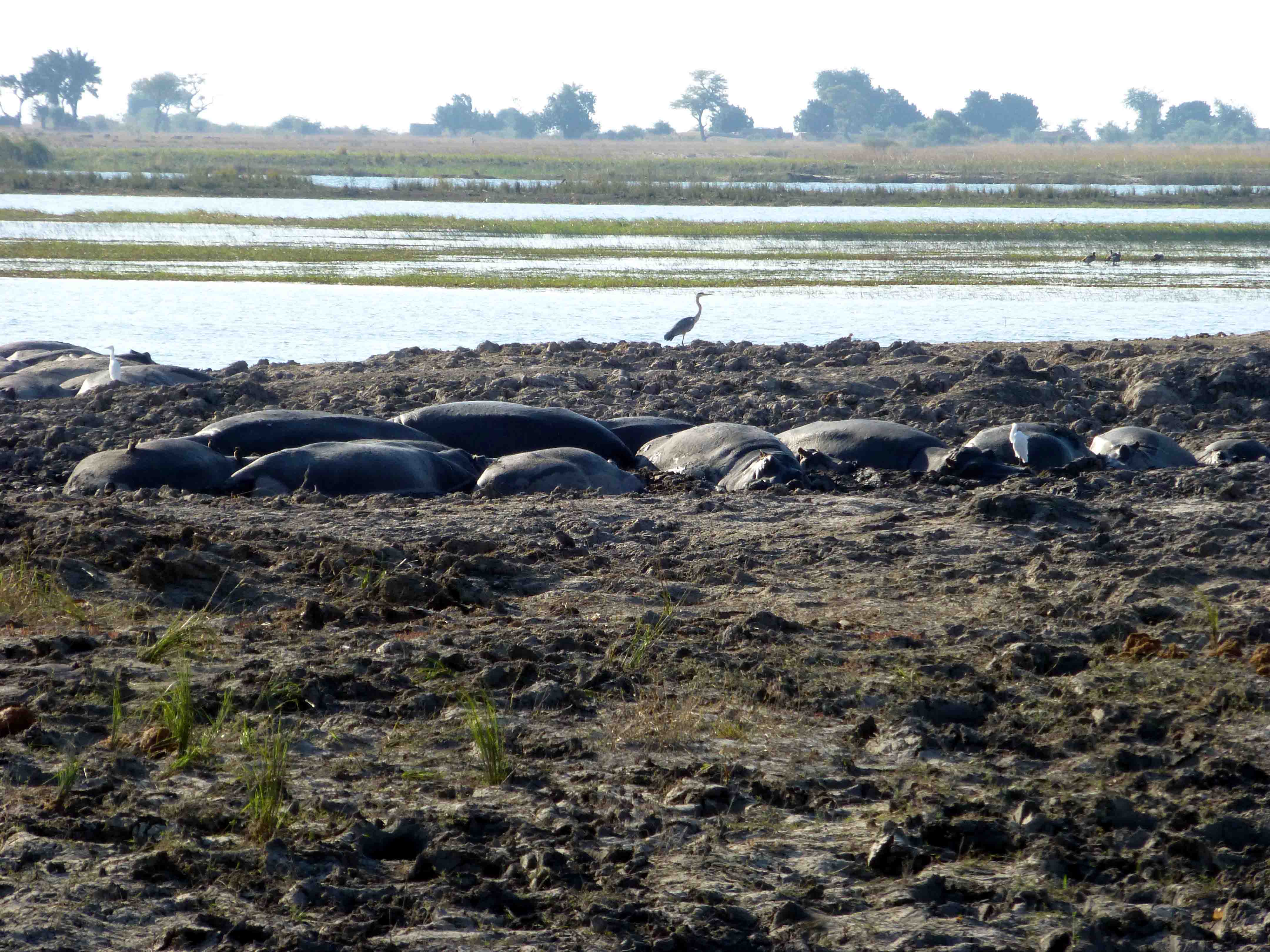Hippos on the Bank of the Chobe River