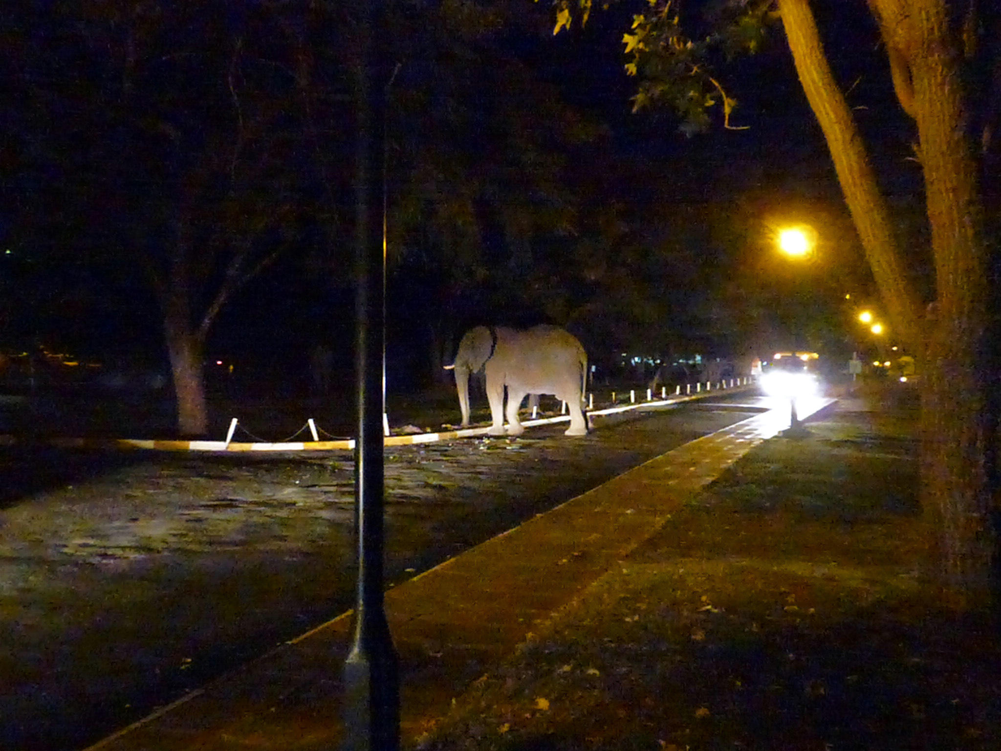 Elephants Clearing the Road to the Casino