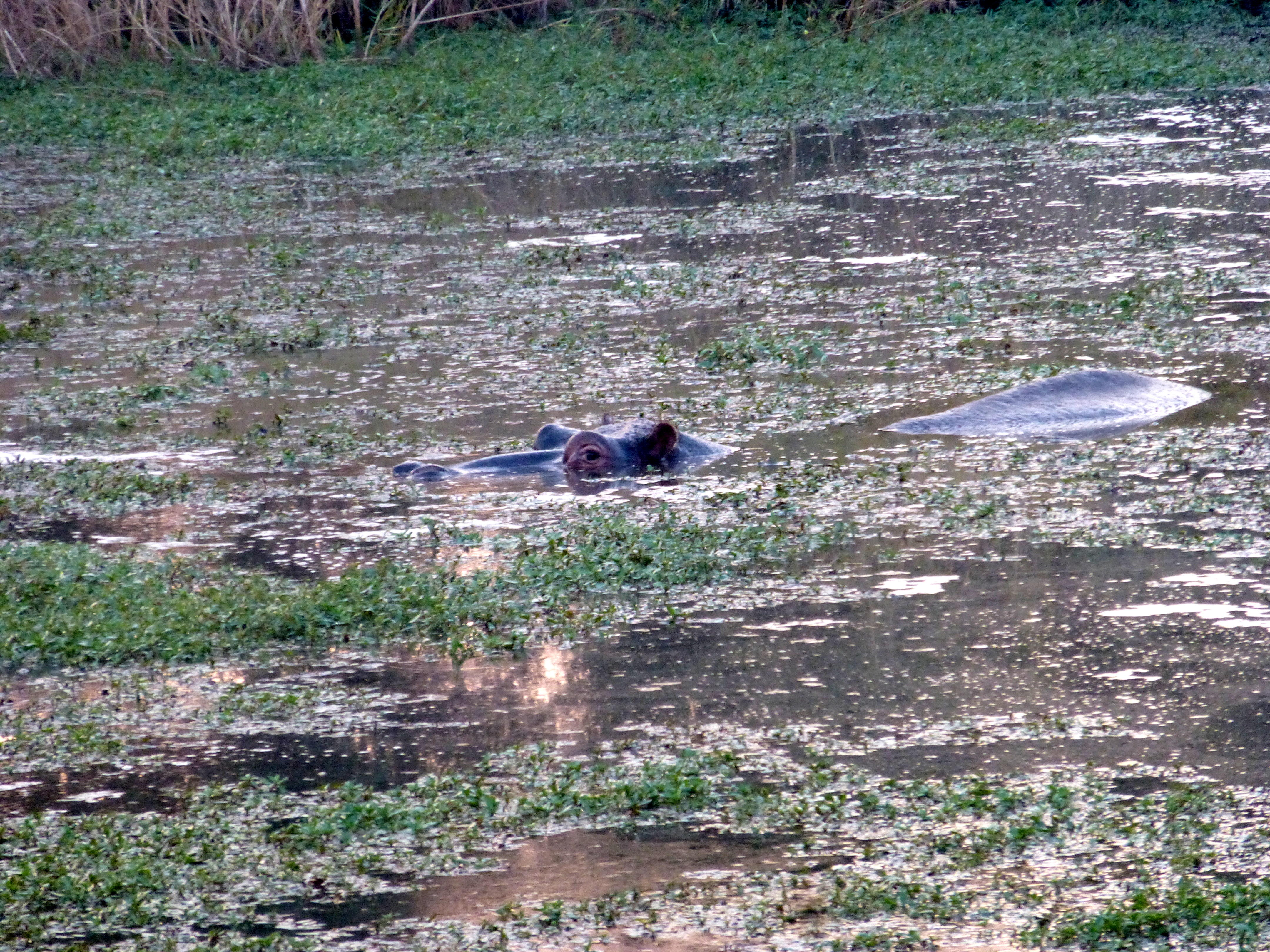 Hippo at Kruger National Park