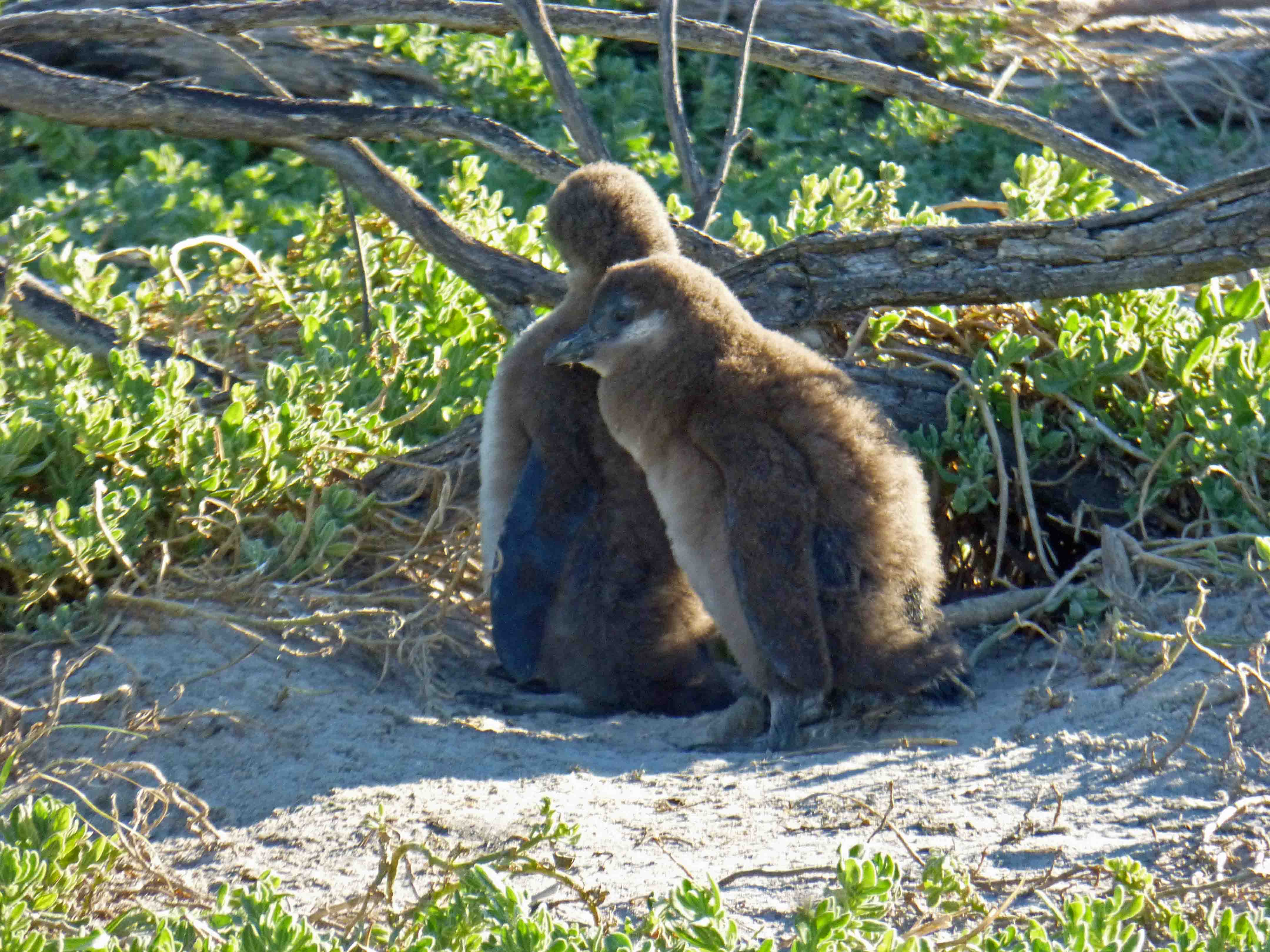 African Penguin Chicks