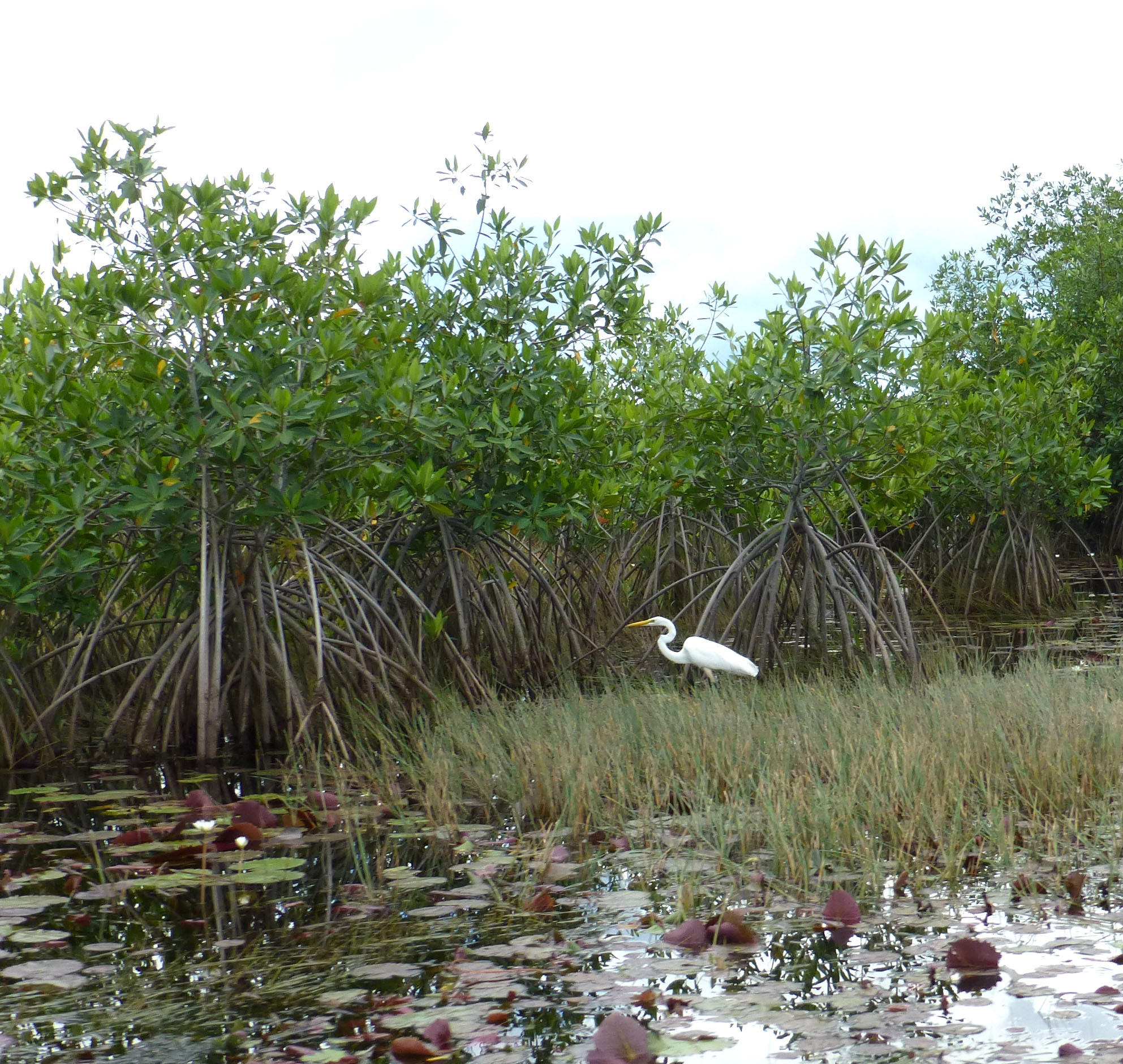Great Egret in Belize