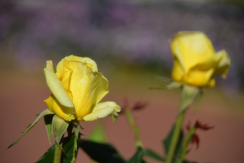 Two Roses