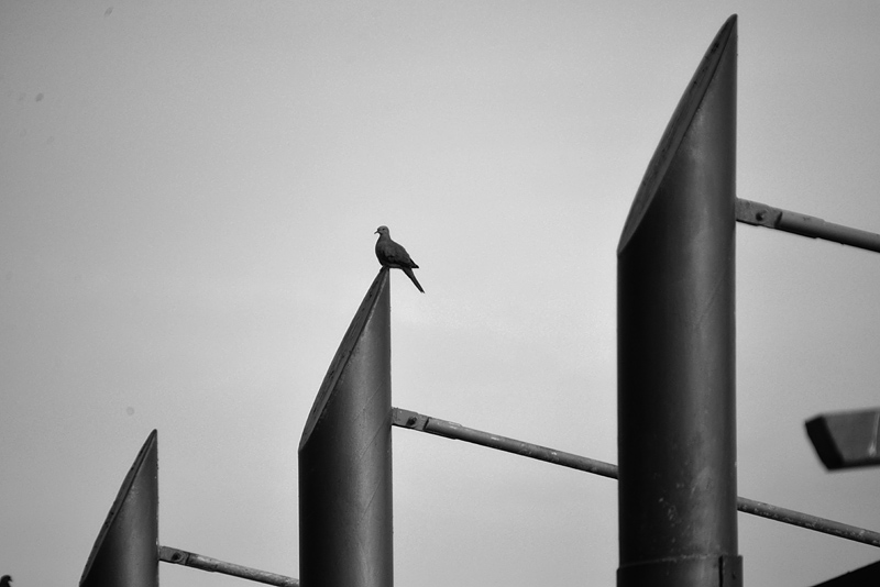 DSC_2071ab.jpg