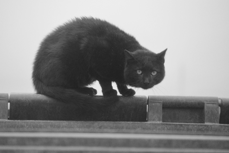 DSC_2929ab.jpg