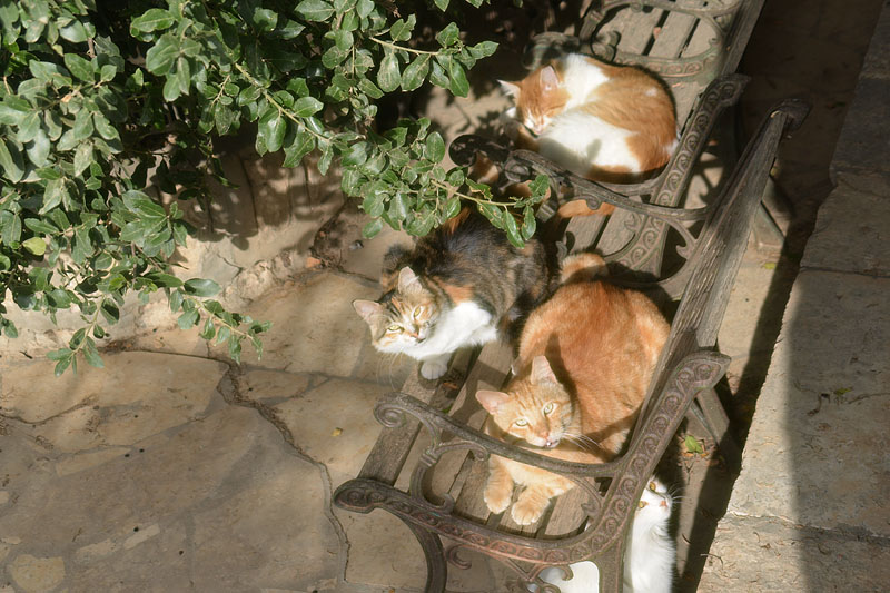 DSC_2936ab.jpg