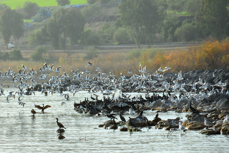 DSC_3120ab.jpg