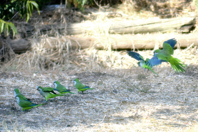 DSC_3984ab.jpg