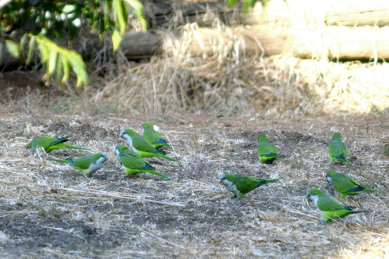 DSC_3986ab.jpg