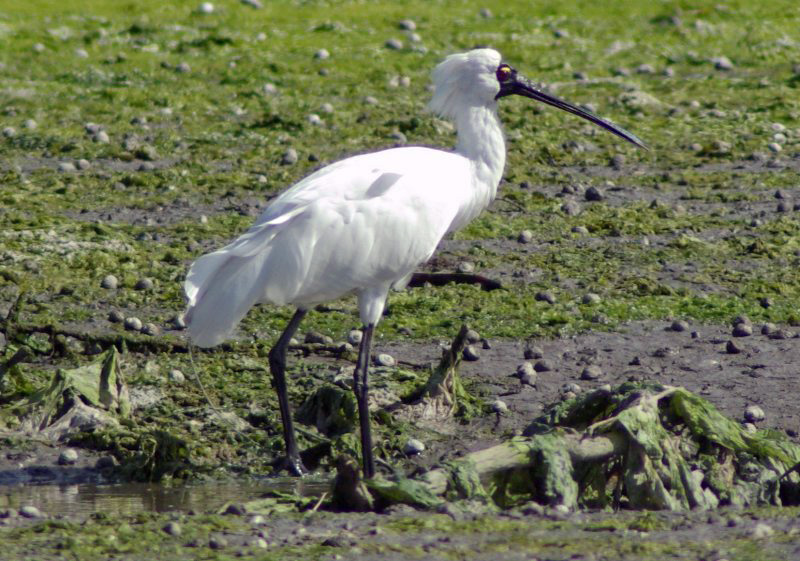 Spoonbill profile.jpg