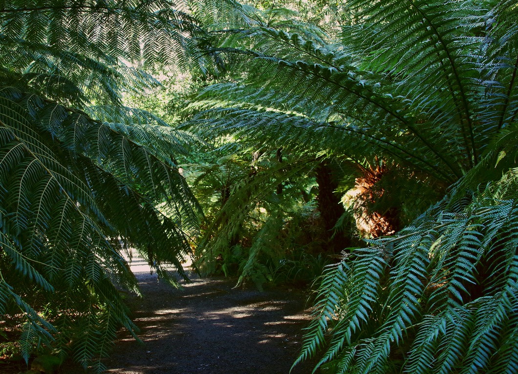 Tree Fern glade. . 