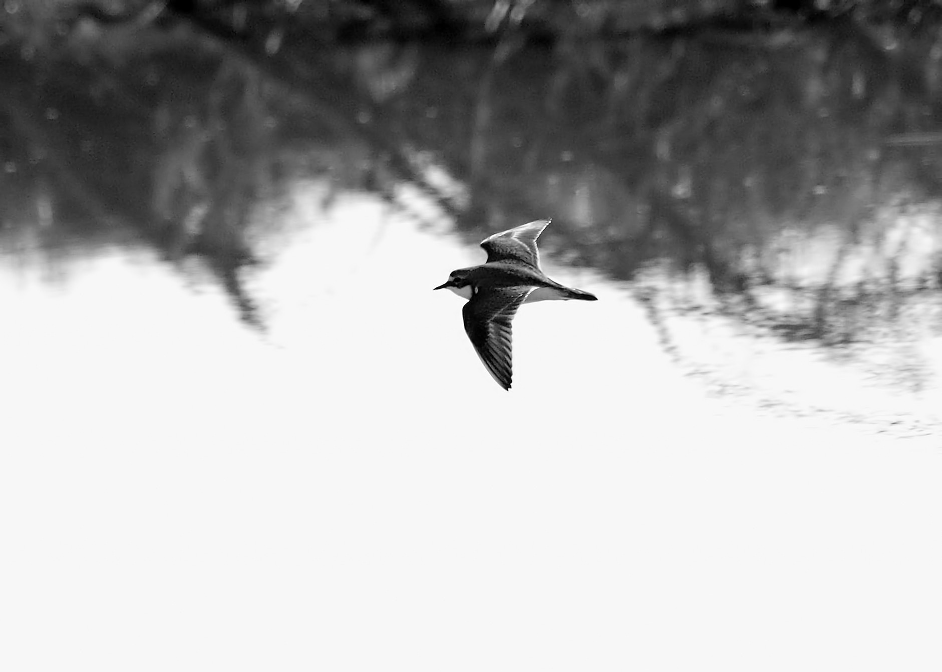 Banded Dotterel  in B  W.jpg