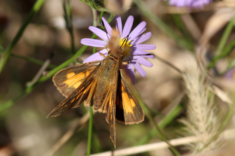 4Nov2013_skipper5b.jpeg