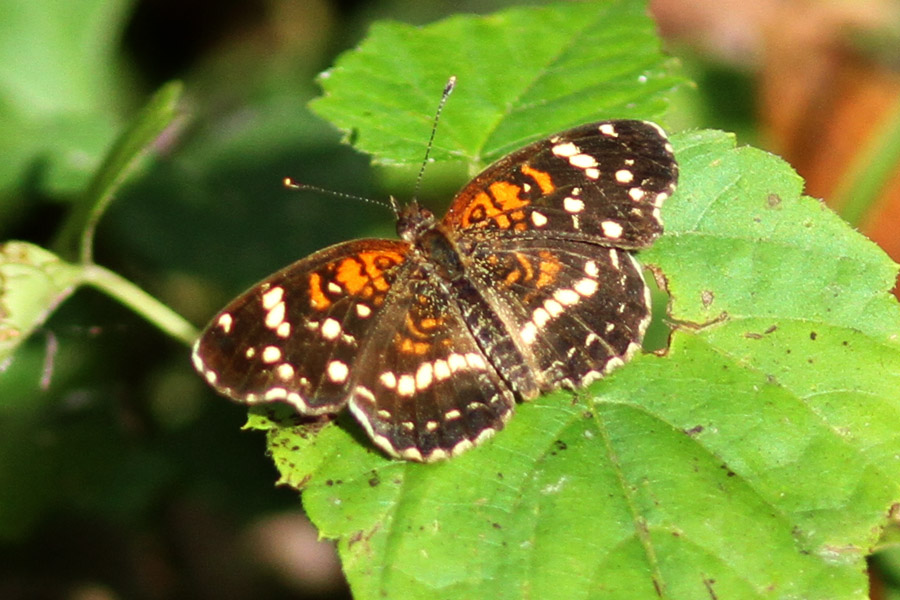 Texan Crescent, Lafayette Parish, Acadiana Nature Park, 11/16/13