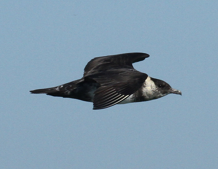 Pomarine Jaeger, Offshore Cameron Parish