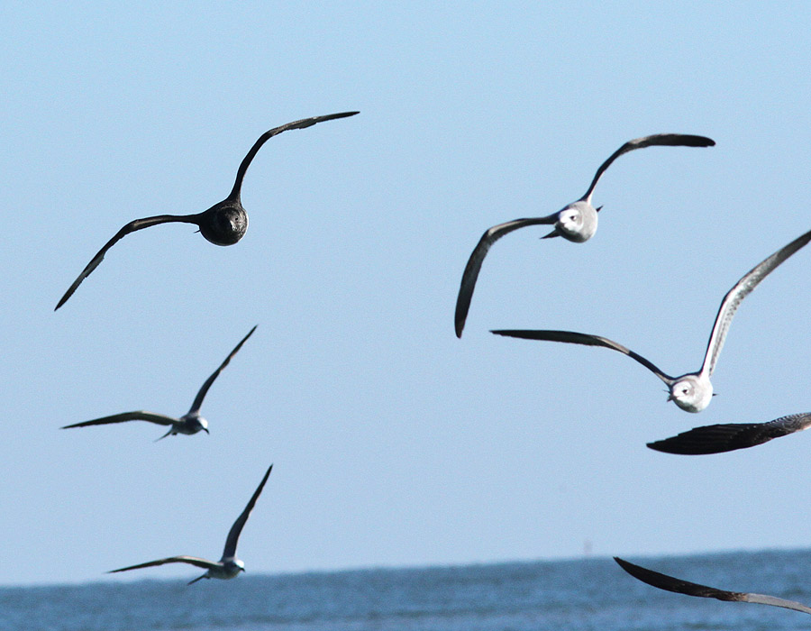 Pomarine Jaeger and Laughing Gulls