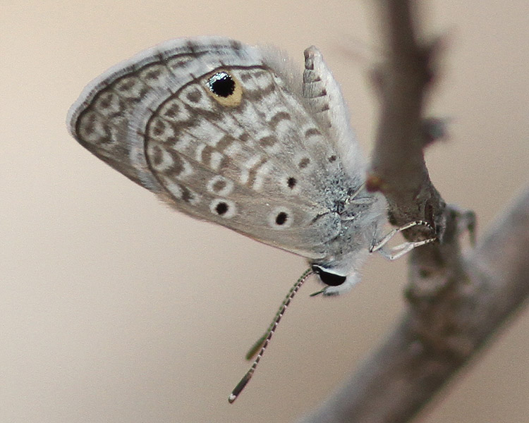 Hanno Blue   -  Hemiargus h. hanno  -  Aruba