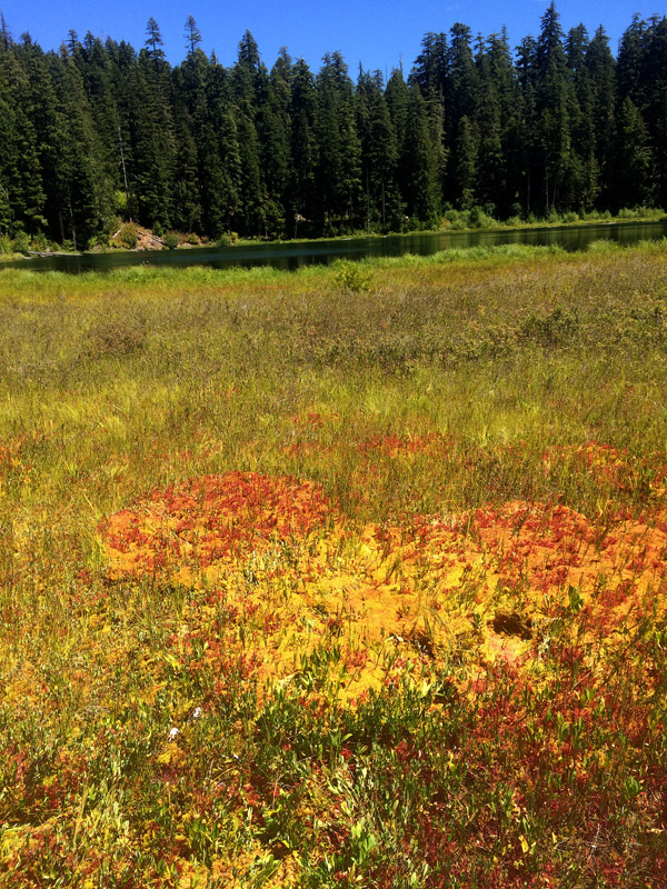 Looking across the floating bog toward the east.