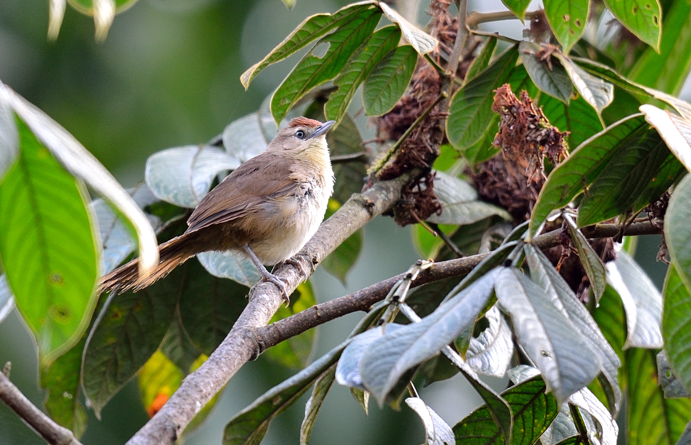 Phacellodomus rufifrons.jpg