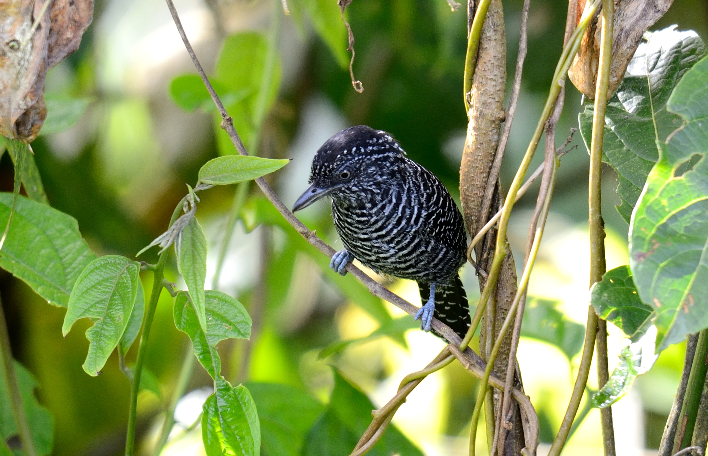 Thamnophilus tenuepunctatus male.jpg