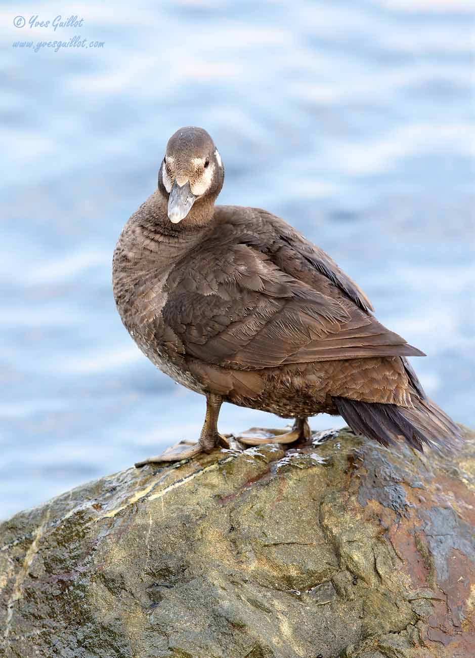 Canard arlequin #2602.jpg