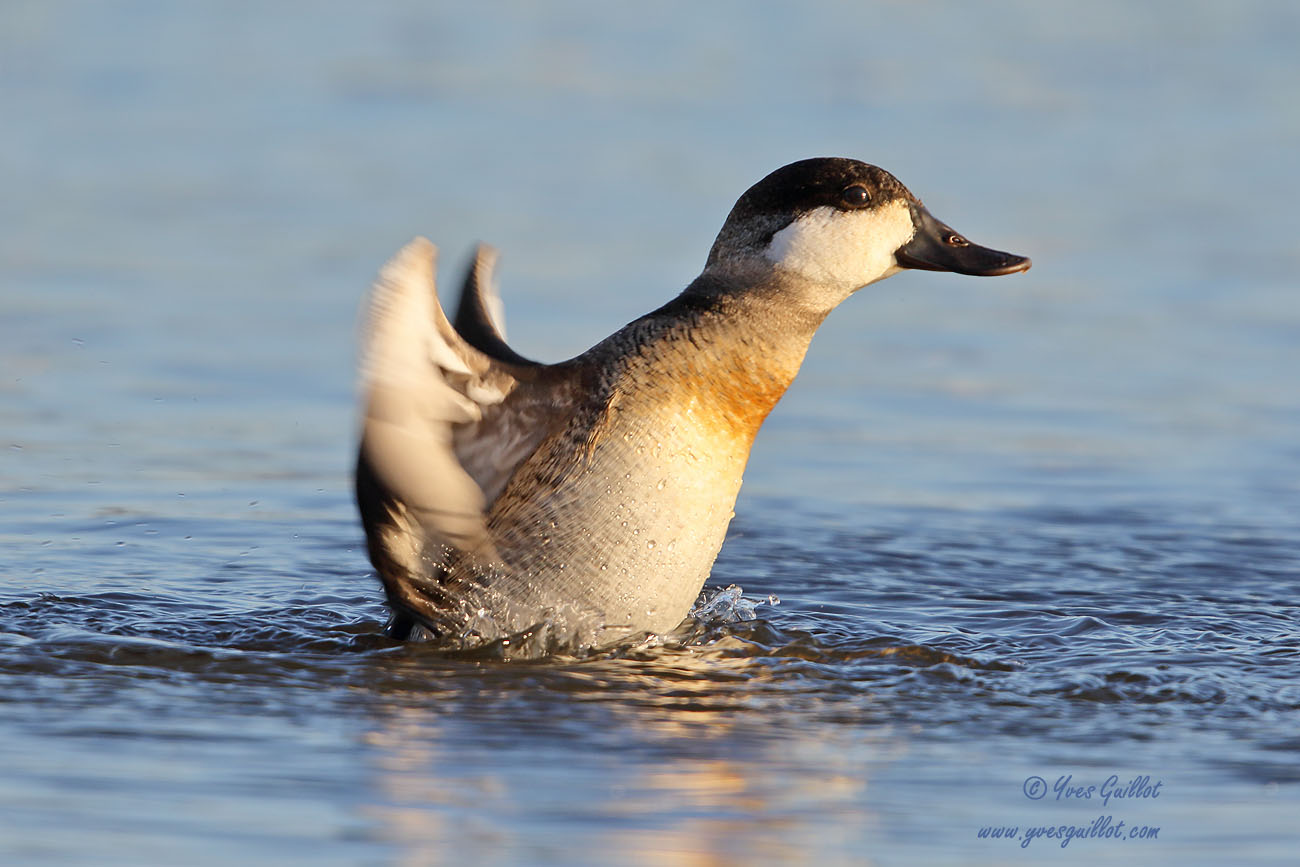 rismature rousse - plumage internuptial #8502.jpg