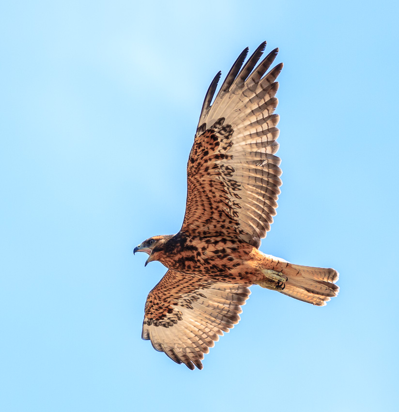 Isabella Galapagos Hawk