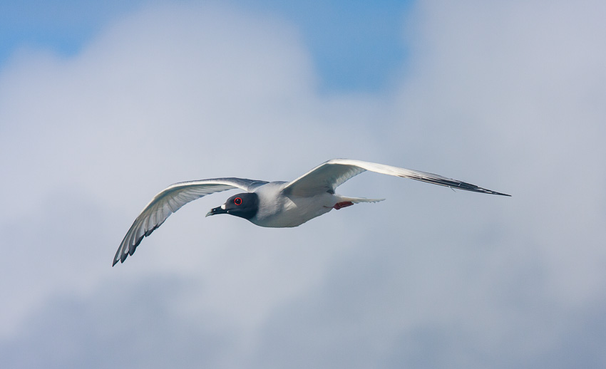South Plazas Swallow-Tailed Gull