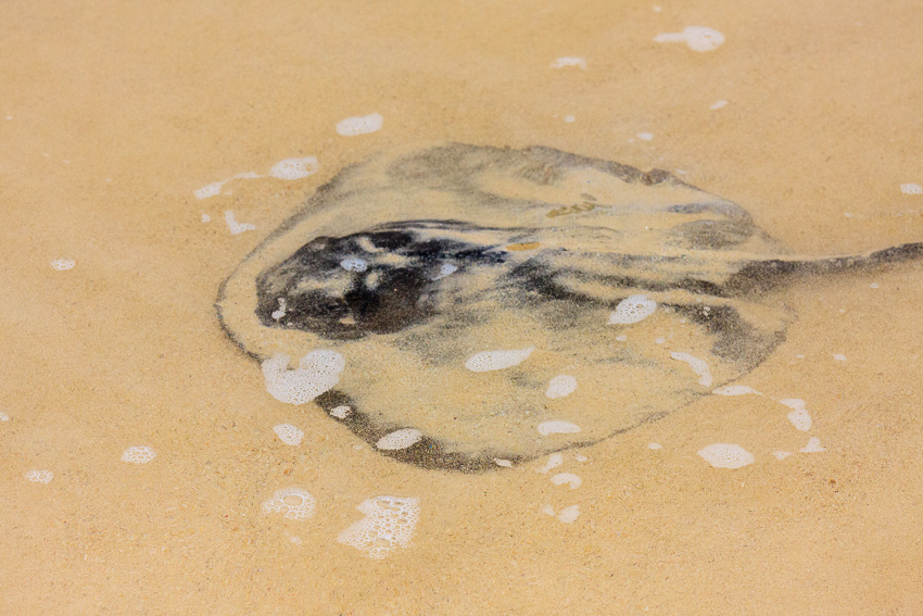 Floreana Sting Ray at the shoreline