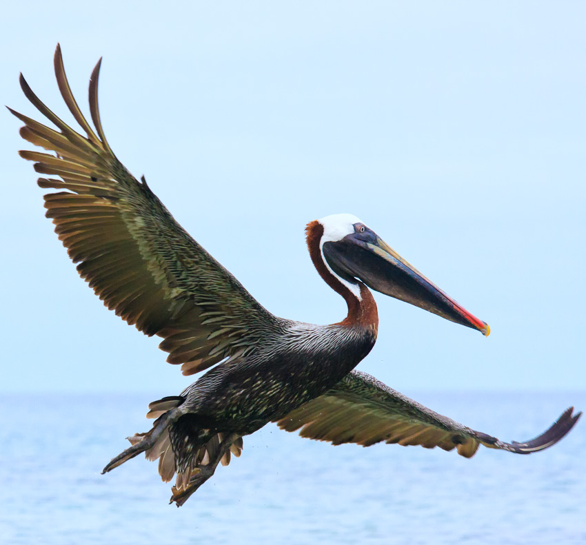Floreana Brown Pelican