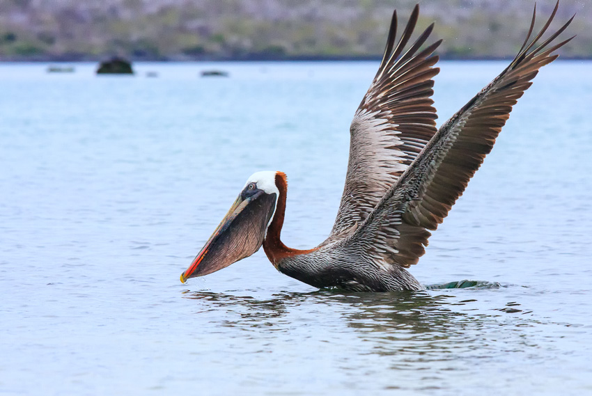 Floreana Brown Pelican