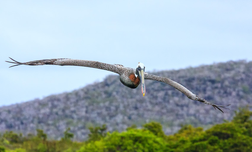 Floreana Brown Pelican