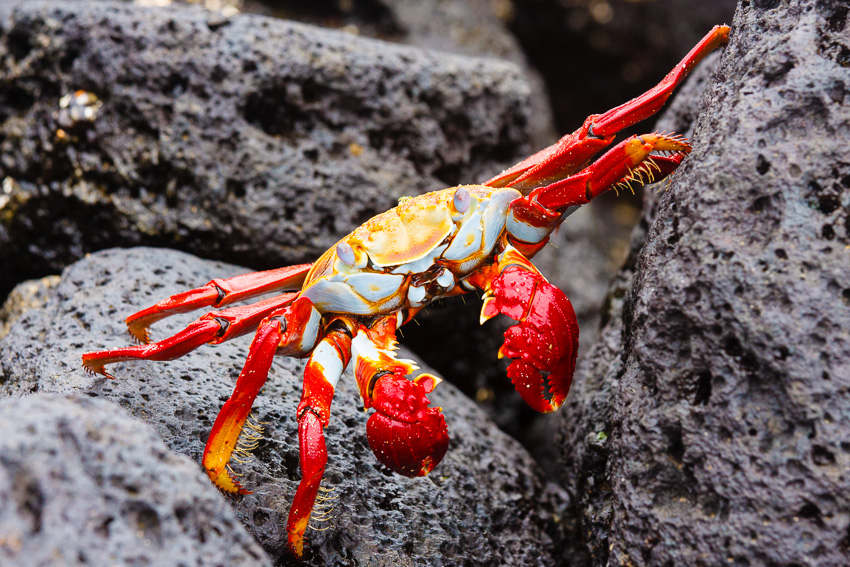 Floreana Sally Lightfoot Crab