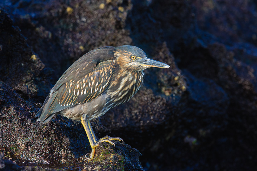 Santa Cruz Lava Heron