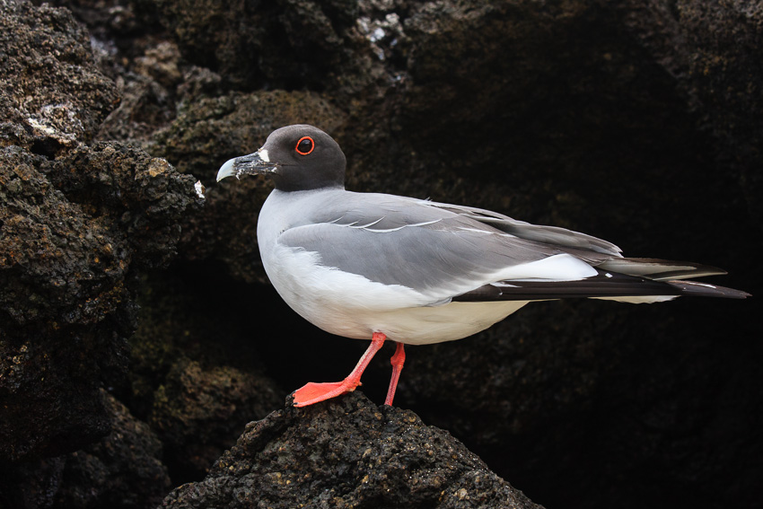 Genovesa Swallow-Tailed Gull