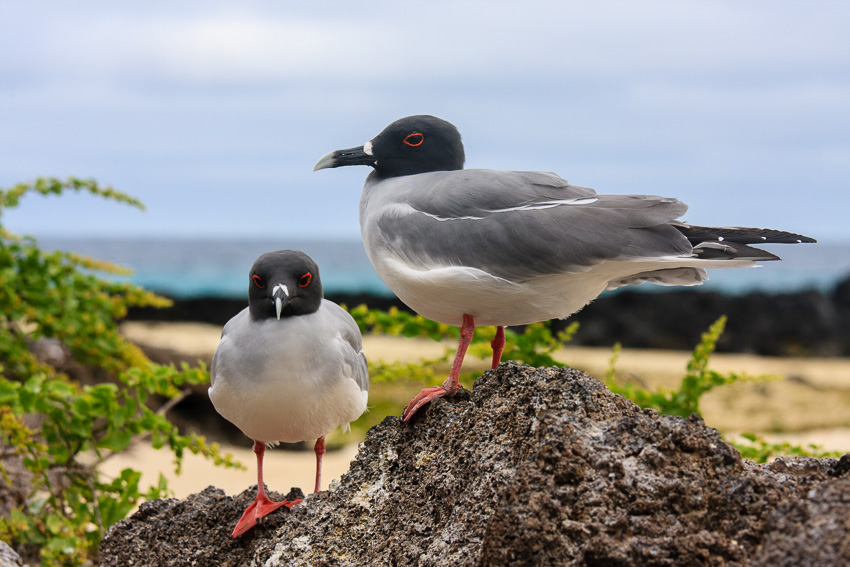 Genovesa Swallow-Tailed Gulls