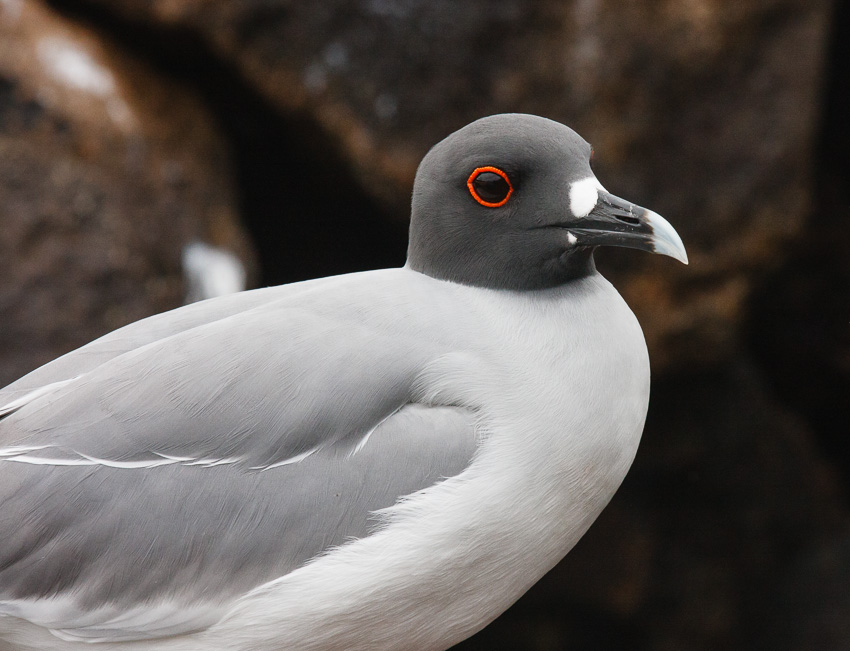 Genovesa Swallow-Tailed Gull