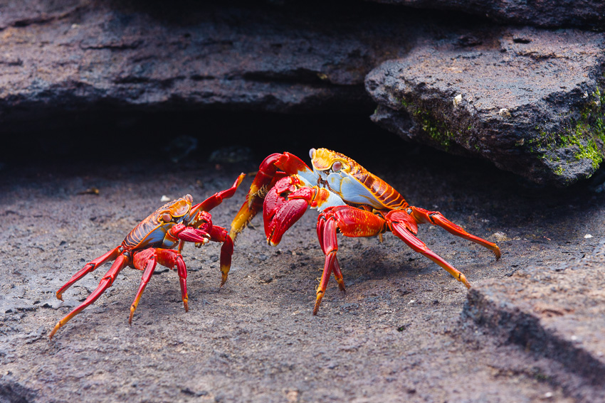 Santiago Sally Lightfoot Crabs
