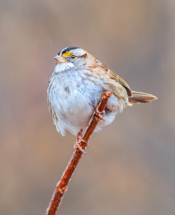 White-throated sparrow with sleet falling