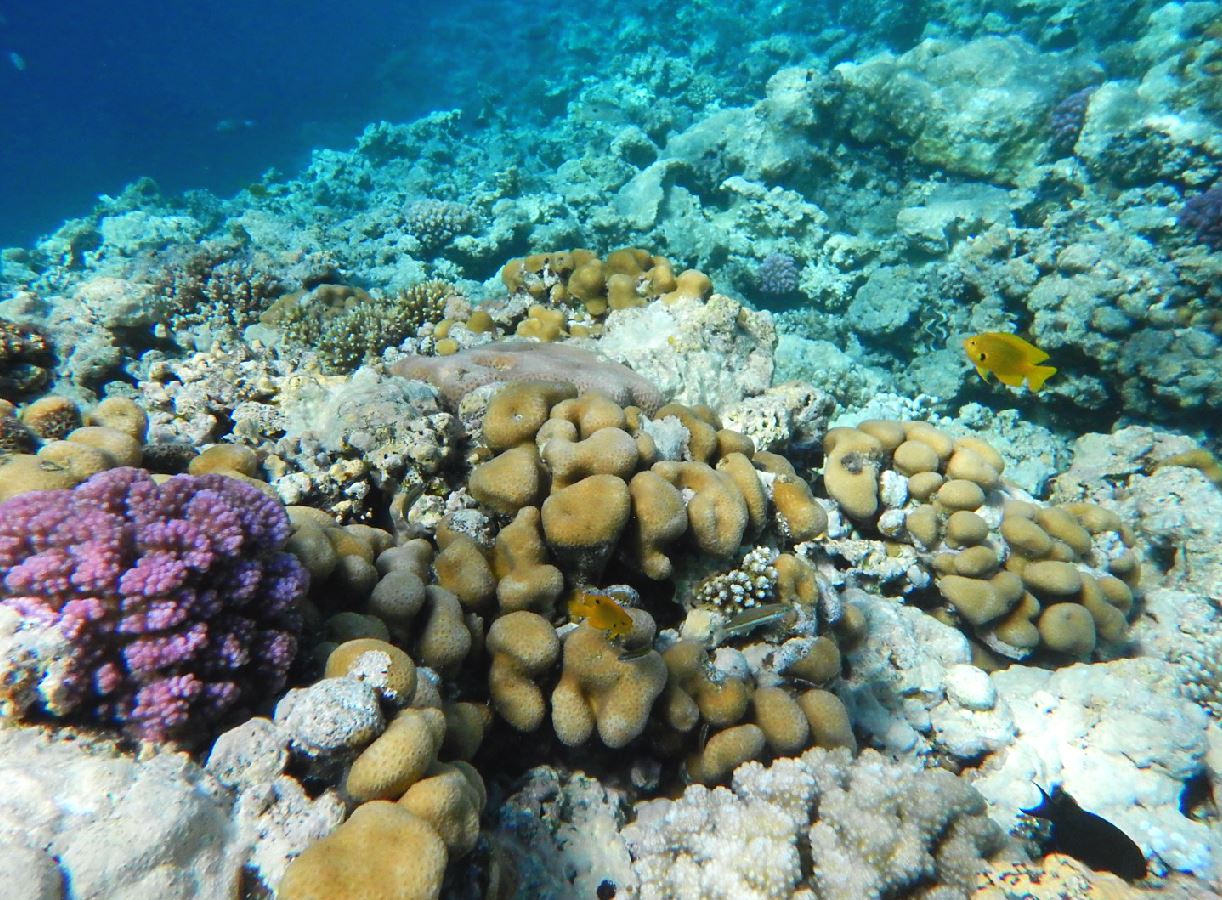 koraller 