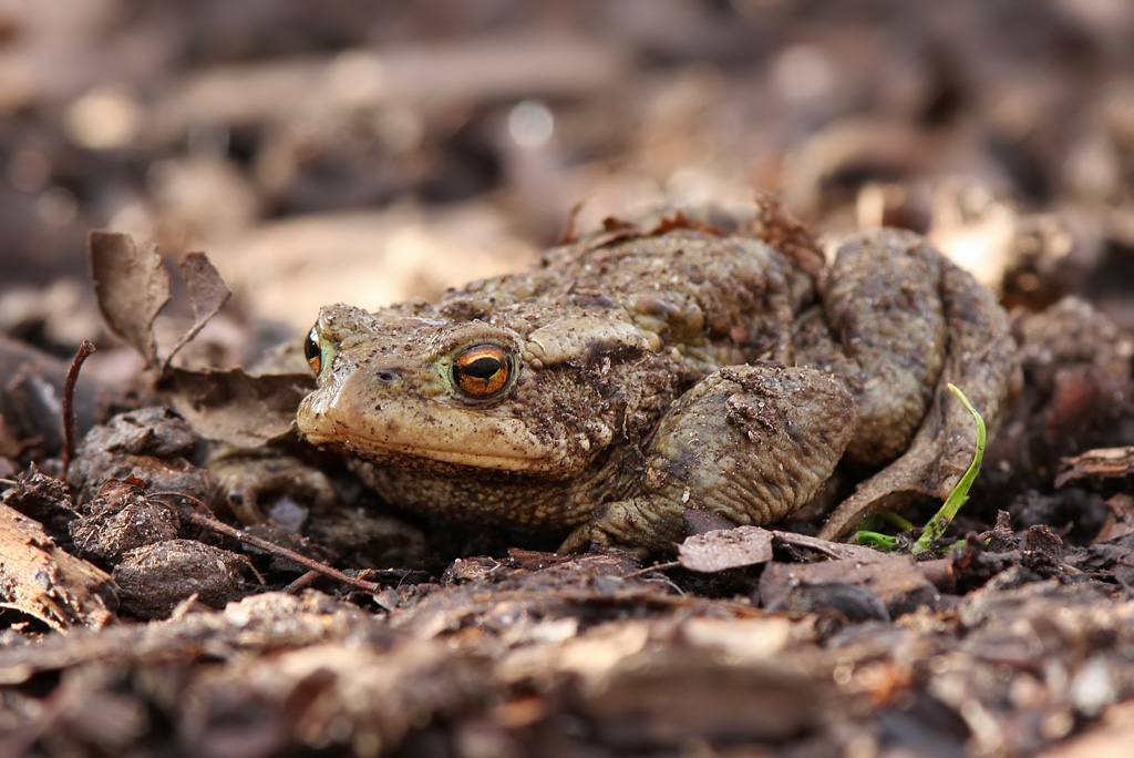 Vanlig padda - Common Toad (Bufo bufo)