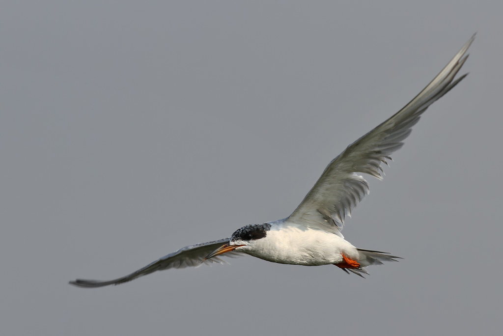 Forsters Tern - (Sterna forsteri) 