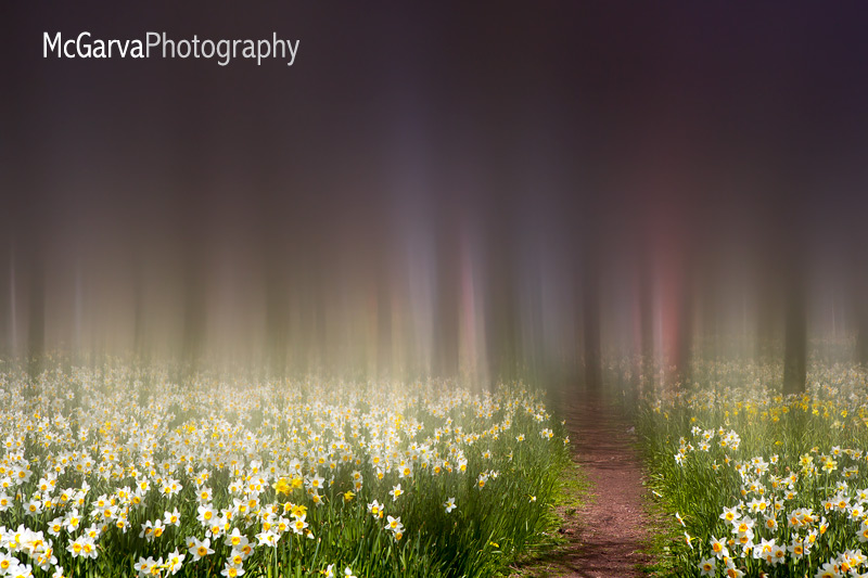 Enchanted Path