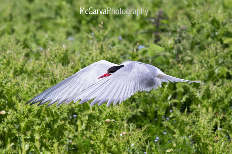 Tern Stealth