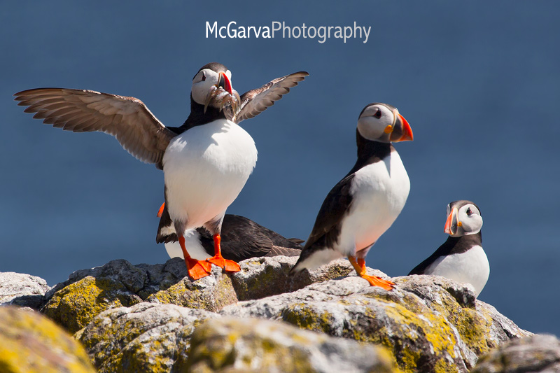 Puffin Gathering